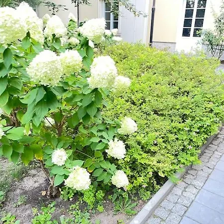 Apartament Miodowa